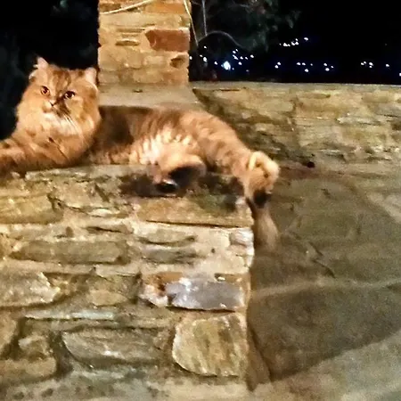 Pergola Andros Γαύριο